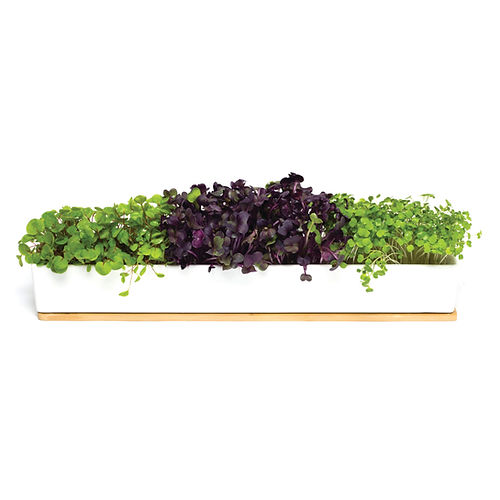 Micro Greens Window Sill Box